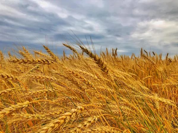 Cereals i Minerals