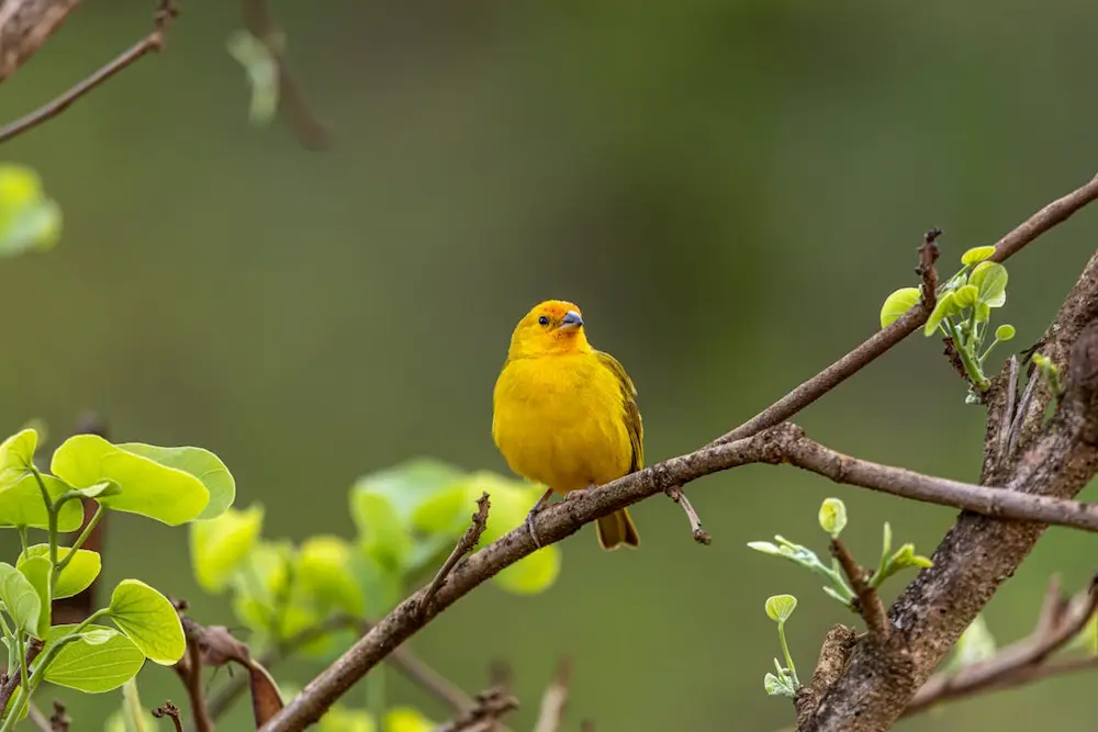 Canaris i aus silvestres
