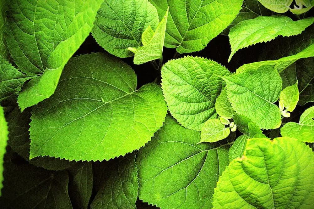 Protecció de plantes